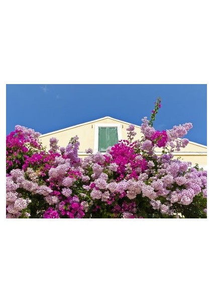 ​Begonvil Sarmaşığı-Pembe -Fuşya-Bougainvillea