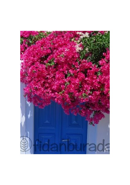 ​Begonvil Sarmaşığı-Pembe -Fuşya-Bougainvillea