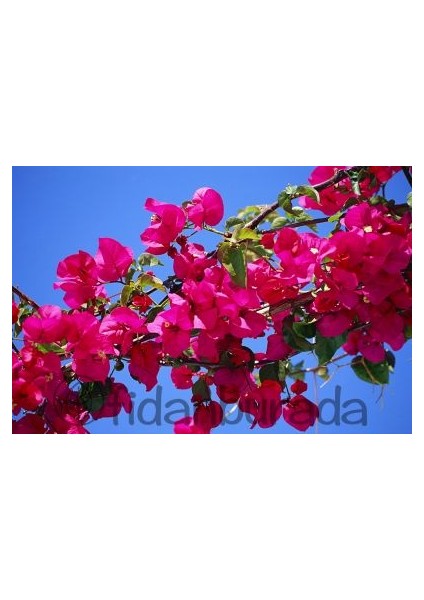 ​Begonvil Sarmaşığı-Pembe -Fuşya-Bougainvillea