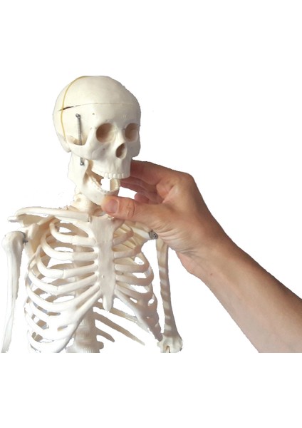 İnsan İskeleti Modeli 85cm Doğal Kemik Renginde