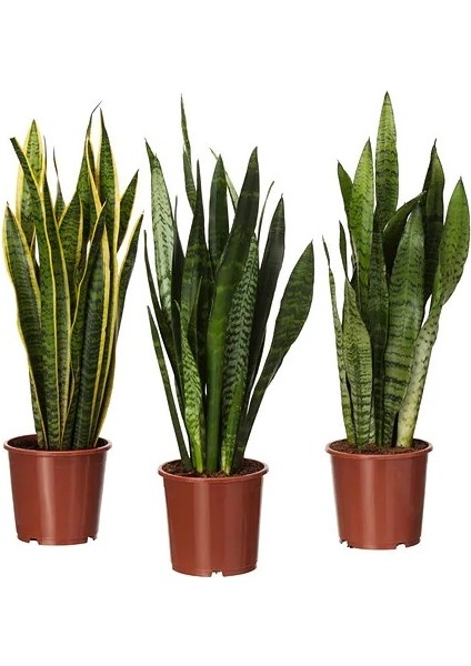 Sansevieria Trifasciata Paşa Kılıcı, 60-80 cm, Saksıda