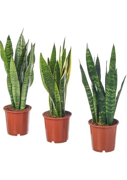 Sansevieria Trifasciata Paşa Kılıcı, 60-80 cm, Saksıda