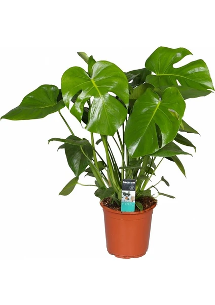 Monstera deliciosa Deve Tabanı, Tüplü