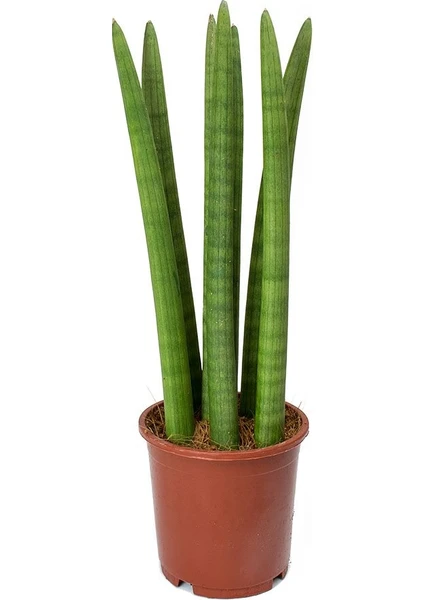 Sansevieria Cylindrica Pşa Kamçısı, Tüplü