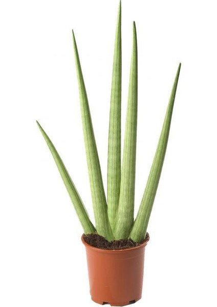 Sansevieria Cylindrica Pşa Kamçısı, Tüplü