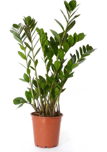 Zamia Çiçeği, Saksıda
