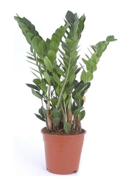 Zamia Çiçeği, Saksıda fiyatları