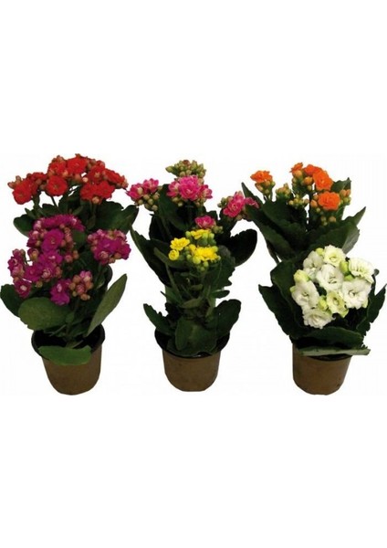 Berceste Peyzaj Kalanşo Çiçeği (Kalanchoe Kalandiva 5 'Li Paket)