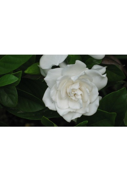 Berceste Peyzaj Gardenya Çiçeği (Gardenia Jasminoides Q13 cm saksı çapında)