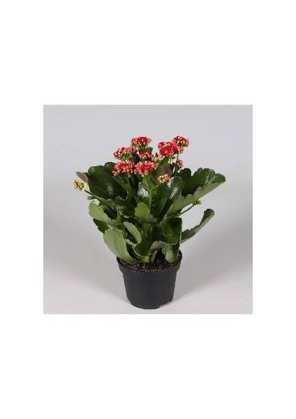 Kalanşo Çiçeği (Kalanchoe Kalandiva)
