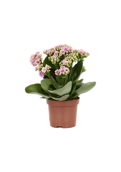 Kalanşo Çiçeği (Kalanchoe Kalandiva) fiyatları