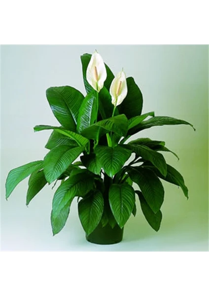 Berceste Peyzaj Barış (Yelken Çiçeği) Spathiphyllum Salon Bitkisi