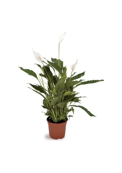 Berceste Peyzaj Barış (Yelken Çiçeği) Spathiphyllum Salon Bitkisi