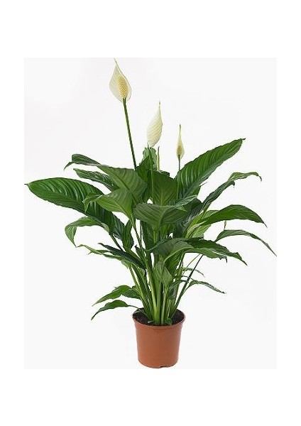 Berceste Peyzaj Barış (Yelken Çiçeği) Spathiphyllum Salon Bitkisi