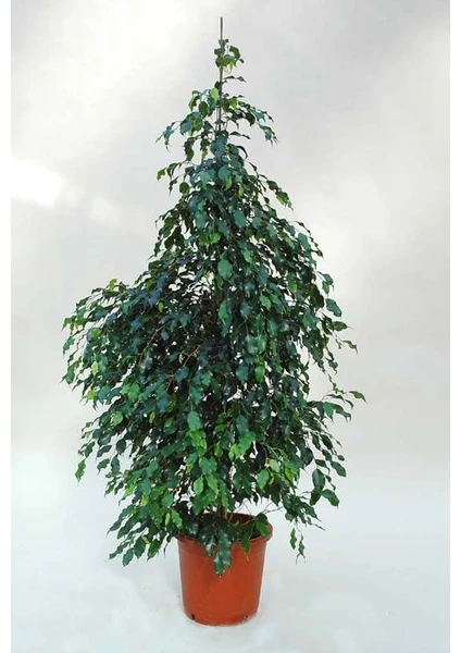 Bercestepeyzaj Benjamin Bitkisi Ficus Benjamin 105 Cm