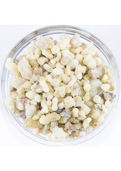 Günlük Sakızı 50 gr fiyatları