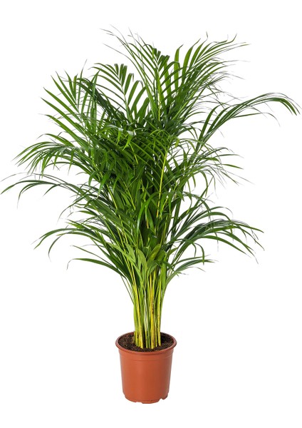Areka Palmiyesi 50 cm, Saksıda