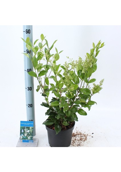 Ligustrum japonicum Texanum, Saksıda