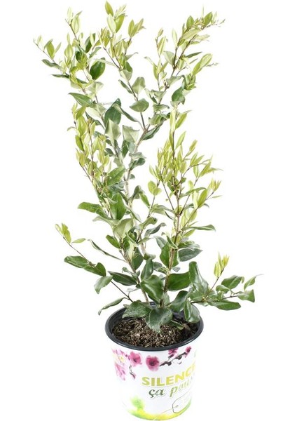 Ligustrum japonicum Texanum, Saksıda