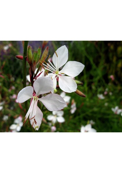 Beyaz Çiçekli Gaura, Saksıda