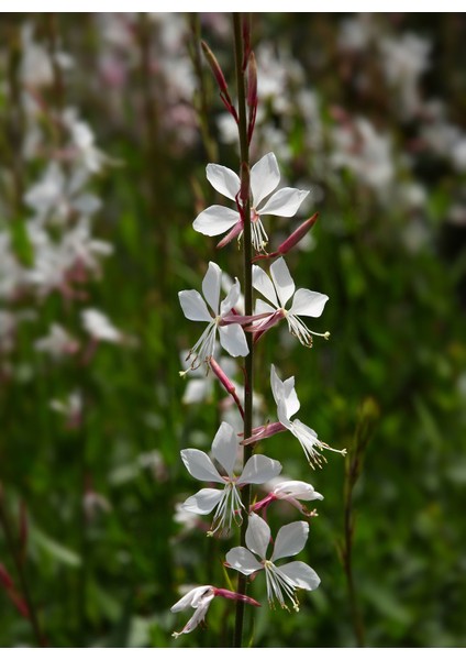 Beyaz Çiçekli Gaura, Saksıda fiyatları