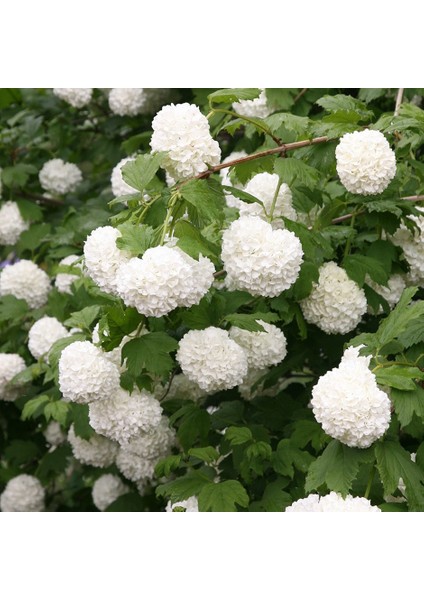 Viburnum Opulus Sterile Snowbal, Saksıda