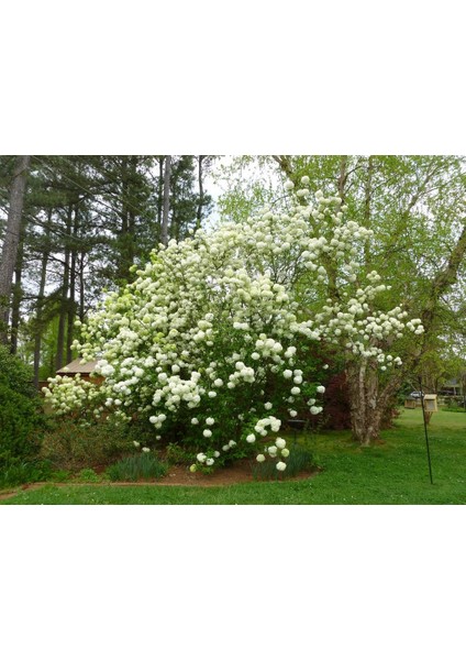 Viburnum Opulus Sterile Snowbal, Saksıda