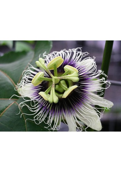 Meyveli Passiflora Edulis 5 Adet Tohum [Tohhum Ev Bahçe]