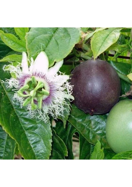 Meyveli Passiflora Edulis 5 Adet Tohum [Tohhum Ev Bahçe]