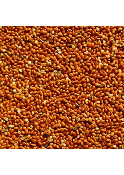 Kırmızı Darı 5 kg Kuş Yemi