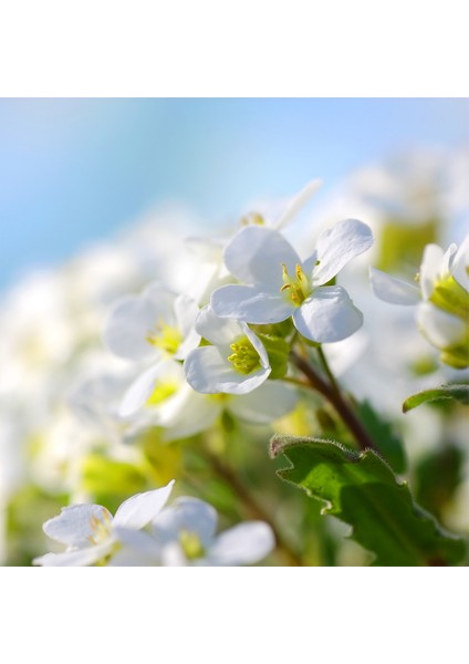 Beyaz Çiçekler Bulaşık Makinası Kapak Stickerı fiyatları