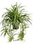 Chlorophytum comosum Kurdele Çiçeği 20-40 cm Saksıda 1