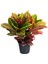 Croton 1