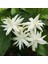 Arap Yasemini (Jasminum Sambac) 1