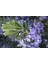 Biberiye (Rosmarinus Officinalis) Fidanı Aşılı 1