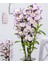 Kokulu Orkide (Dendrobium) 1
