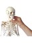 İnsan İskeleti Modeli 85cm Doğal Kemik Renginde 2