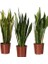 Sansevieria Trifasciata Paşa Kılıcı, 60-80 cm, Saksıda 1