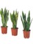 Sansevieria Trifasciata Paşa Kılıcı, 60-80 cm, Saksıda 2