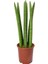 Sansevieria Cylindrica Pşa Kamçısı, Tüplü 1