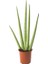 Sansevieria Cylindrica Pşa Kamçısı, Tüplü 2