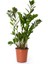 Zamia Çiçeği, Saksıda 1