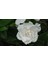 Berceste Peyzaj Gardenya Çiçeği (Gardenia Jasminoides Q13 cm saksı çapında) 2