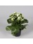 Kalanşo Çiçeği (Kalanchoe Kalandiva) 3
