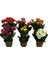 Kalanşo Çiçeği (Kalanchoe Kalandiva) 4