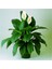 Berceste Peyzaj Barış (Yelken Çiçeği) Spathiphyllum Salon Bitkisi 1