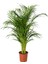 Areka Palmiyesi 50 cm, Saksıda 1