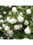 Viburnum Opulus Sterile Snowbal, Saksıda 1