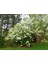 Viburnum Opulus Sterile Snowbal, Saksıda 2