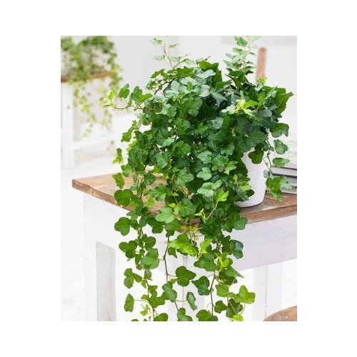 Fidan Burada Duvar Sarmaşığı (Hedera Helix) +100 Cm Fiyatı